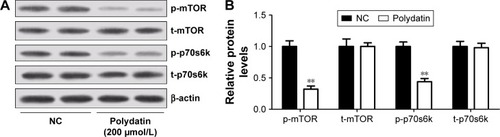 Figure 5 PD suppressed the activation of mTOR/p70s6k signaling pathway in RPMI 8226 cells. (A) Western blot analysis of p-mTOR, t-mTOR, p-p70s6k and t-p70s6k in RPMI 8226 cells treated with 200 μmol/L PD. (B) Quantification analysis of relative proteins p-mTOR, t-mTOR, p-p70s6k and t-p70s6k. Data are presented as mean ± SD. **P<0.01, compared to NC.