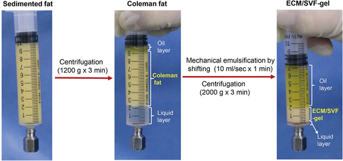 Figure 1. Preparation process of Coleman fat and ECM/SVF gels. ECM/SVF-gels are highly condensed in volume compared with Coleman fat. The final volume of the ECM/SVF gel was about one-quarter that of the Coleman fat.