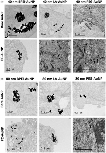Figure 5. High contrast transmission electron micrographs of (A) 40 and (B) 80 nm bare and PC-AuNP depicting location and aggregation of BPEI, LA and PEG-AuNP within intracytoplasmic vacuoles of human umbilical vein endothelial cells, after 6 h. AuNP within vacuoles are shown by black arrows. Bare: no corona; PC: plasma corona; AuNP: gold nanoparticles; BPEI: branched polyethyleneimine; LA: lipoic acid; PEG: polyethylene glycol.