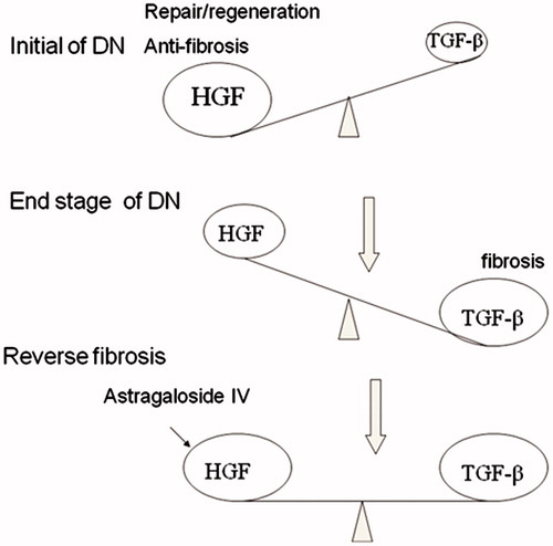 Figure 7. Therapeutic strategies for renal fibrosis. The duration of injury may determine whether the damaged tissues undergo recovery or fibrogenesis. The injury leads to a TGF-β1/HGF ratio that favors HGF, resulting in tissue repair and regeneration, whereas chronic injury dramatically changes the TGF-β1/ HGF ratio to favor TGF-β1, leading to tissue fibrosis. In the fibrotic kidney, the TGF-β1/HGF ratio is out of balance, and TGF-β1 signaling dominates. Thus, therapeutic strategies should include a reduction of TGF-β1 activity and/or supplementation of HGF. It is likely that ASI to influence the balance between TGF-β1 and HGF would be effective in ameliorating renal fibrosis.