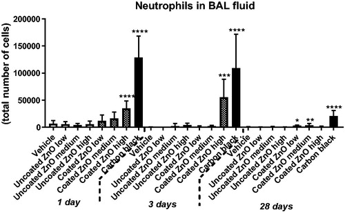 Figure 3. Neutrophil numbers in BAL fluid at 1, 3 and 28 days of ZnO nanoparticle exposure. Uncoated (uncoated ZnO) or triethoxycaprylylsilane-coated ZnO nanoparticles (coated ZnO) were administered by intratracheal instillation at 0.2, 0.7 or 2 µg/mouse. Low, medium and high designates low-dose, medium-dose and high-dose, respectively. Carbon black at 162 µg/mouse served as positive control. One, three or twenty-eight days post-exposure, BAL fluid was prepared and the number of neutrophils established by differential counting. Data are mean and bars represent SD. ***, ** and * designates p-values of <0.001, <0.01 and <0.05 respectively of one way ANOVA with Holm–Sidak’s multiple comparisons test in case of data approaching normality and not having a highly different variation (details given in the methods section), otherwise by Kruskall–Wallis test with Dunn’s multiple comparisons test. In the case of carbon black ****, ***, ** and * designates p-values of <0.0001, <0.001, <0.01 and <0.05 respectively vs. vehicle of the Mann Whitney test.