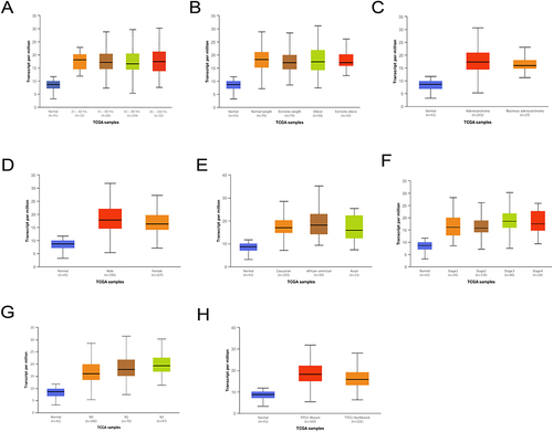 Figure 2 Relationship between MORC2 expression and clinical indicators in patients with COAD; (A) Subgroup analysis of MORC2 expression in COAD based on patient age; (B) Subgroup analysis of MORC2 expression in COAD based on patient weight; (C) Subgroup analysis of MORC2 expression in COAD based on the patient gender; (D) Subgroup analysis of MORC2 expression in COAD based on patient race; (E) Subgroup analysis of MORC2 expression in COAD based on individual cancer stages; (F) Subgroup analysis of MORC2 expression in COAD based on histological subtypes; (G) Subgroup analysis of MORC2 expression in COAD based on nodal metastasis status; (H) Subgroup analysis of MORC2 expression in COAD based on TP53 mutation status.