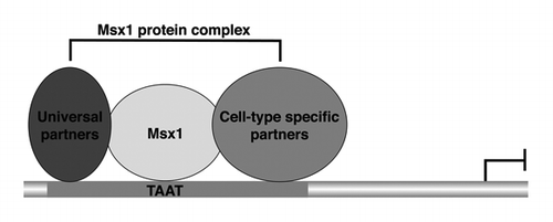 Figure 1. Msx1 forms a multi-protein complex to regulate target gene expression. The proposed “universal” protein partners are those that Msx1 interacts with in all (or most) cell types; the cell type specific (tissue specific) protein partners are those restricted to distinct biological contexts.