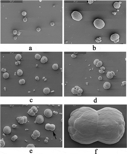 Figure 8. SEM images of in vitro aragonite crystallization in the presence of rVDCP at increasing concentrations. a: Aragonite crystals grown without protein induction. b: Aragonite crystals grown with 50 μg/mL BSA induction. c: Crystals grown with 10 μg/mL rVDCP. d: Crystals grown with 50 μg/mL rVDCP. e: Crystals grown with 100 μg/mL rVDCP. f: Enlarged image of e.