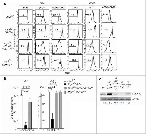 Figure 5. Deletion of CDKN1B restores proliferative capacity in autophagy-deficient T cells. (A) Atg3f/f, Atg3f/fER-Cre, Cdkn1b+/-, Atg3f/fER-Cre Cdkn1b+/- and Atg3f/fCdkn1b+/- mice were injected with tamoxifen to inducibly delete Atg3. Splenocytes from Atg3f/f, Atg3f/fER-Cre, Atg3f/fER-Cre Cdkn1b+/- and Atg3f/fCdkn1b+/- mice were isolated, loaded with CFSE, and stimulated with soluble anti-CD3 mAb, or soluble anti-CD3 plus anti-CD28 antibodies for 72 h. Live cells were analyzed for CFSE dilution. All cells were gated on CD4+7-AAD- or CD8+7-AAD- populations. There were 3 or 4 mice in each group in 2 independent experiments. (B) The percentages of CFSE-diluted CD4+ or CD8+ T cells after stimulation with soluble anti-CD3 plus anti-CD28 were analyzed (n=3 or 4). (C) The expression levels of CDKN1B in purified T cells from the above mice by western blot. ACTB/actin serves as loading control. The numbers are normalized expression levels for CDKN1B.