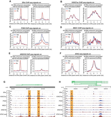 Figure 3. Transcription of oestrogen-regulated lncRNAs is associated with the presence of enhancer complex.