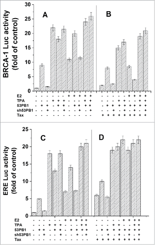 Figure 6. Examining of 53Bp1 involvement in the TPA induced activation of BRCA1 and ERE. MCF-7 cells were co-transfected with either a plasmid expressing BRCA1-Luc (1 μg) (A) or ERE-Luc (1 μg) (B) alone or together with 1 μg of the of 53BP1, shRNA 53BP1 or Tax expressing plasmids. The appropriate cell cultures were treated with TPA for 24h and E2 at 6 h before harvesting the cells for analyzing the reporter expression. The presented results are an average of 3 repeated experiments ± SE.