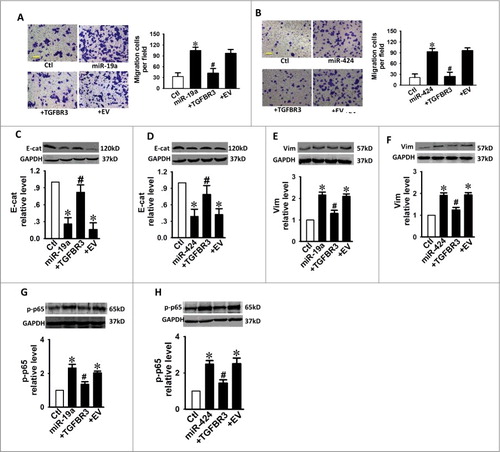 Figure 6. TGFBR3 attenuates the pro-EMT effects caused by miR-19a and miR-424 in cardiac fibroblasts. (A, B) Scale bars, 10 µm. Transwell assay indicates that TGFBR3 abolished miR-19a/miR-24-mediated migration. +TGFBR3: co-transfection of miR-19a or miR-424 and TGFBR3, +EV: co-transfection of miR-19a or miR-424 and empty vector (EV), n = 4. Effects of TGFBR3 on the EMT marker proteins, E-Cad (C, D) and Vim (E, F), following transfection with miR-19a or miR-424. (G, H) TGFBR3 reduces p-p65 expression induced by miR-19a or miR-424. n = 4, *p < 0.05 vs. control; # p < 0.05 vs. miR-19a or miR-424 alone.