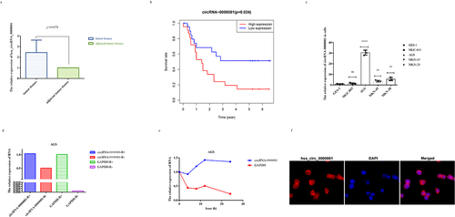 Figure 1. A. The relative expression of circRNA-0000081 in 61 pair gastric cancer tissues (paired sample t-test was performed using the 2−ΔΔCT value of each pair of samples); b. Survival analysis of patients with different expression levels of circRNA-0000081; c. QRT-PCR of circRNA-0000081 in 6 gastric cell lines; d. R RNase assay results of circRNA-0000081 in AGS; e. Actinomycin D assay results of circRNA-0000081 in AGS; f. FISH assay results of circRNA-0000081 in AGS (The samples were imaged at 400* magnification).