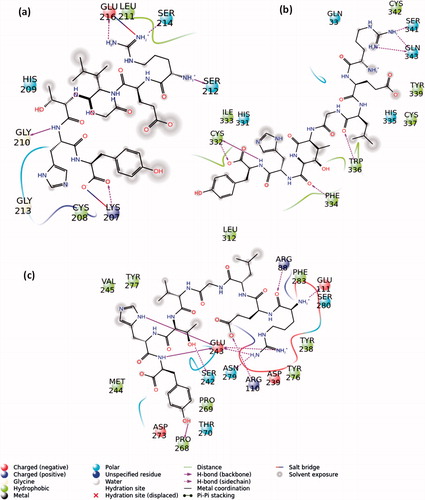 Figure 8. 2D-ligand interactions diagram of Wnt3 with peptide-4 derived by IFD docking. (a) Top-docking pose against thumb domain residues, (b) top-docking pose against finger domain and (c) top-docking pose against a patch of palm domain.