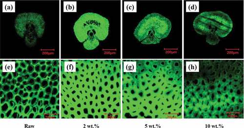 Figure 6. Fluorescence images of transverse section of raw, alkali-treated at 2 wt.%, alkali-treated at 5 wt.%, and alkali-treated at 10 wt.% palm cells.