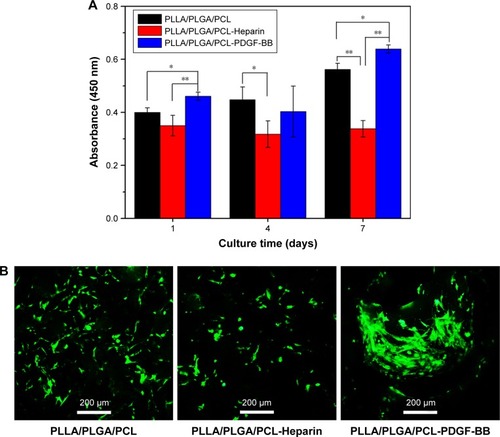 Figure 12 (A) CCK-8 assays of HVSMCs cultured on the PLLA/PLGA/PCL, PLLA/PLGA/PCL-Heparin, and PLLA/PLGA/PCL-PDGF-BB scaffolds for 1, 4, and 7 days. (B) Living cell staining of HVSMCs cultured on the PLLA/PLGA/PCL, PLLA/PLGA/PCL-Heparin, and PLLA/PLGA/PCL-PDGF-BB scaffolds for 7 days by using Calcein-AM.Notes: *P<0.05. **P<0.01.Abbreviations: CCK-8, cell counting kit-8; HVSMCs, human vascular smooth muscle cells; PCL, poly(ε-caprolactone); PDGF-BB, platelet-derived growth factor-BB; PLGA, poly(lactic-co-glycolic acid); PLLA, poly(l-lactic acid).