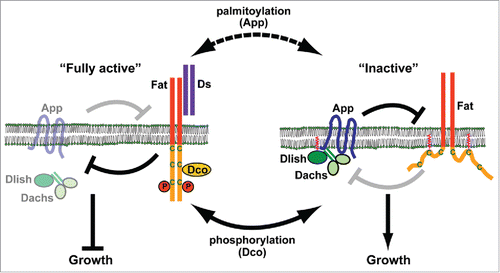Figure 1. Post-translational modifications that regulate Fat activity. Dco suppresses growth by phosphorylating Fat's intracellular domain, thereby activating Fat and promoting degradation of Dachs at the AJR. Conversely, App promotes growth by palmitoylating Fat's intracellular domain and suppressing Fat activity. App also recruits the Dlish-Dachs complex to the AJR by palmitoylating Dlish and forming a complex with these proteins.