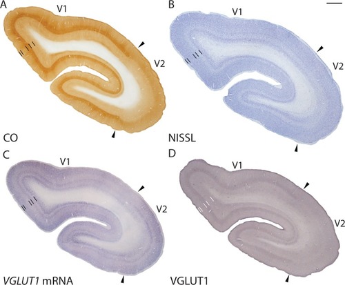 Figure 4 Low magnification images of coronal sections through V1 (area 17) and V2 (area 18) stained for (A) CO, (B) Nissl, (C) VGLUT1 mRNA, and (D) VGLUT1 protein. Arrowheads mark the V1/V2 border. Dorsal surface of cortex is up, ventral surface is down, hemispheric midline is to the left.