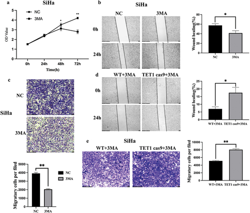 Figure 6. Effects of autophagy on TET1-mediated biological changes in cervical cancer cells.