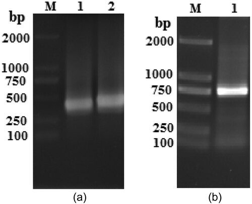 Figure 2. Agarose gel electrophoresis of VH, VL, and scFv genes. (A) PCR amplification of VH and VL. Lane M, DNA marker 2000. Lane 1, VL gene. Lane 2, VH gene. (B) PCR amplification of scFv gene. Lane M, DNA marker 2000. Lane 1, scFv gene.