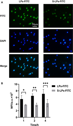 Figure 7 (A) Fluorescence micrographs of cellular uptake. (B) Mean fluorescence intensity of cellular uptake of LPs-FITC and S-LPs-FITC by RAW264.7 cells (n = 4),*p < 0.05, **p < 0.01, ***p < 0.001.