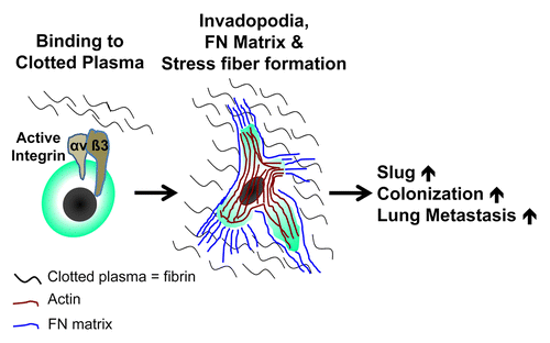 Figure 1. Role of integrin αvβ3 in lung colonization by cancer cells. Activated integrin αvβ3 on renal cell carcinoma (RCC) and soft tissue sarcoma (STS) cells facilitates their binding to blood clots. This in turn sustains the formation of invadopodia along with the assembly of an elaborate fibronectin (FN) matrix, the formation of actin stress fibers and upregulation of snail family zinc finger 2 (SNAI2), best known as SLUG. Altogether, these factors contribute to the metastatic colonization of the lung by malignant cells.