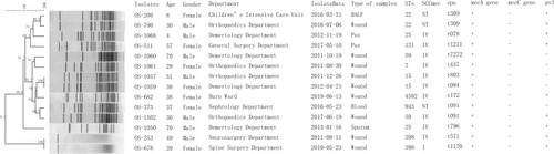Figure 1 Molecular typing results of 14 OS-MRSA isolates.
