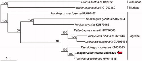 Figure 1. Maximum-likelihood (ML) phylogeny based on the full-length mitochondrial genomes from the Tachysurus fulvidraco (MT876426) belong to the order Siluriformes. The nucleotide sequence matrix included the codon positions of the 12 protein-coding genes. A bootstrap value above 50% in the ML analysis is indicated at each node. Tachysurus fulvidraco analyzed in this study is shown in red arrow.