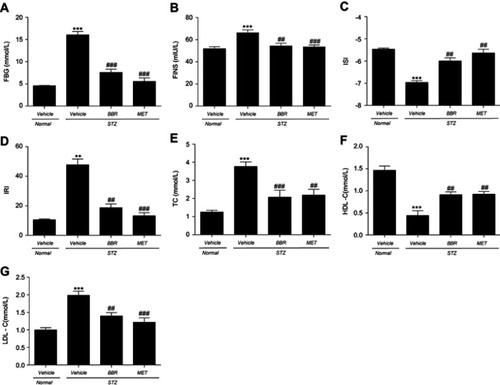 Figure 1 Effects of BBR on FBG (A), FINS (B), ISI (C), IRI (D), TC (E), HDL-C (F), LDL-C (G) in T2DM rats. Data were expressed as mean ± SEM (n=6). **p<0.01, ***p<0.001 vs. NC group; ##p<0.01, ###p<0.001 vs. T2DM control group.