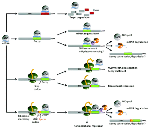 Figure 2. Potential miRNA interactions. Mature miRNAs loaded into AGO bind to and inhibit target transcripts through cleavage or via translational inhibition (top). One must take into consideration the interactions of miRNAs with decoys embedded in long non-coding transcripts (second). The miRNAs are potentially sequestered by the decoy, or alternatively, degraded, a process that requires the presence of SDNs in Arabidopsis. Little is known about the stability of the non-coding transcript after interaction with the miRNA has taken place. A third path is the interaction with a decoy site found within a coding transcript. If the decoy site is located too closely to the ORF, putative steric interactions between the ribosomal machinery and the miRNA may be possible. Translational repression is another consequence. If the decoy is located in the 3′ UTR at an adequate distance from the stop codon (bottom), the decoy is efficient and translation will not be affected.