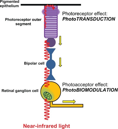 Figure 4 Differential effects of light on photoreceptors and photoacceptors in the retina. Light reaches the retina and travels through the different retinal layers to reach the outermost photoreceptor layer. It then excites the photoreceptor rhodopsin in rods and cones, triggering the process of phototransduction. Phototransduction causes photoreceptor cell hyperpolarization, changes in neurotransmission, and action potentials (yellow arrows) in bipolar cells and ganglion cells. These effects represent the onset of visual information processing. Light can also directly excite photoacceptors in neurons including retinal ganglion cells. The main photoacceptor in the red to near-infrared spectrum is the mitochondrial respiratory enzyme cytochrome oxidase. The effects of light on neuronal cytochrome oxidase induce modulation of cell bioenergetic mechanisms that are independent from visual processing. Yet photobiomodulation has major implications in neuronal physiology and homeostasis.