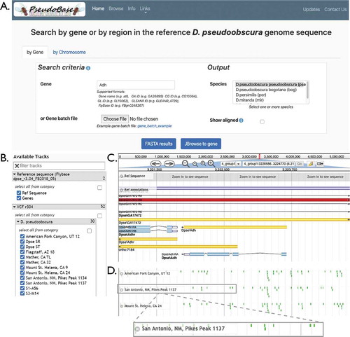 Figure 1. | Overview of the PseudoBase interface. (a) The PseudoBase homepage allows the user to query by gene (or genes if the user uploads a batch query) or by chromosomal region. In this example, the gene Adh (alcohol dehydrogenase) is entered. By selecting one or more species of interest, the user can either access a FASTA-formatted alignment or navigate to the JBrowse interface (snapshots in B-D) to explore the genomic region. (b) Track selection in the JBrowse interface enables the user to toggle tracks on or off to add or remove strains from the view. (c) An overview of the genomic region includes annotations from FlyBase. Clicking on any of these features brings up detailed information, including coordinates, the feature length, any aliases, the full nucleotide sequence, and the nucleotide sequence of each subfeature (e.g., introns). (d) JBrowse allows the user to visualize SNP and indels specific to each selected track. The zoomed view of a portion of the ‘San Antonio, NM, Pikes Peak 1137’ strain shows SNPs highlighted in green. Clicking on any of these SNPs brings up further details, such as the specific allele and its attributes (e.g., sequencing depth)