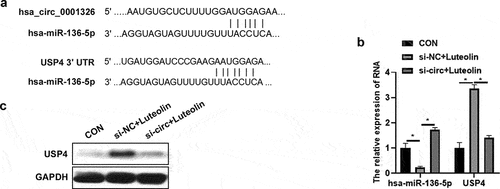 Figure 3. Has_ circ_ 0001326 regulated the expression of has-miR-136-5p and USP4 in THP-1 induced macrophages after luteolin treatment. (a) circular RNA interactome (https://circinteractome.nia.nih.gov/) was used to analyze the potential binding site of has-miR-136-5p and has_circ_0001326, and TargetScan Human 7.1 was used to analyze the binding site of has-miR-136-5p and USP4. (b) qRT-PCR was used to measure the expression of has-miR-136-5p and USP4 in CON (THP-1 induced macrophages), si-NC + luteolin (si-NC was transfected into THP-1 induced macrophages for 48 h followed with luteolin treatment for another 48 h), and si-circ + luteolin group (si-circ-3 was transfected into THP-1 induced macrophages for 48 h followed with luteolin treatment for another 48 h), GAPDH was as internal reference. (c) Western blot analysis was used to detect USP4 expression in CON, si-NC + luteolin, and si-circ + luteolin group; * indicates the p value less than 0.05.