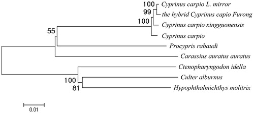 Figure 1. Phylogenetic relationship of the hybrid Cyprinus capio Furong complete mitochondrial genome DNA with other species. The phylogenetic tree was constructed by using the neighbour-joining method. The bootstrap confidence values shown at the nodes of the tree are based on 2000 bootstrap replications. Note: Cyprinus carpio L. mirror: KU146529; the hybrid Cyprinus capio Furong: KU146532; Cyprinus carpio xingguonensis: KU146530; Cyprinus carpio: KU159761; Procypris rabaudi: NC_011192; Carassius auratus auratus: KU146528; Ctenopharyngodon idella: NC_010288; Culter alburnus: NC_013616; Hypophthalmichthys molitrix: NC_010156.