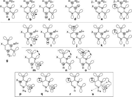 Figure A2 Resonance forms of cytosine and uracil anions.