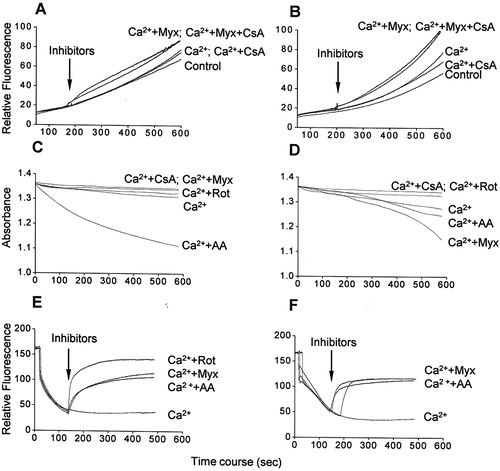 Figure 4. ROS generation (A and B), mitochondrial swelling (C and D), and membrane potential dissipation (E and F) in the presence of calcium/respiratory chain inhibitors in glutamate/malate-energized (A, C, and E) or succinate-energized (B, D, and F) mitochondria. Mitochondria were incubated in the standard medium with 100 µM calcium, as described in Fig. 1 and Materials and methods. Additions: only Ca2+ (Ca2+), 1 µM cyclosporine A (CsA), 2 µM rotenone (Rot), 1 µM antimycin A (AA), and 2 µM myxothiazol (Myx). Traces are representative of three independent preparations.