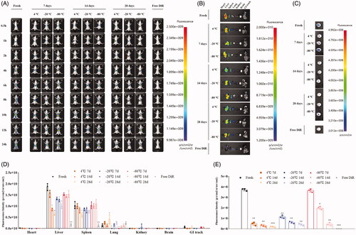 Figure 7. Biodistribution of sEVs (A) In vivo biodistribution of DiR-labeled sEVs fresh and after storage at different conditions intravenously administered to healthy mice. (B) Ex vivo biodistribution of major organs in mice receiving DiR-labeled sEVs fresh and after storage at different conditions. (C) Comparative biodistribution of brain in mice receiving DiR-labeled sEVs. (D) Intensity of fluorescence signals in various organs of mice receiving DiR-labeled sEVs. (E) Intensity of fluorescence signals in brains of mice receiving DiR-labeled sEVs. *p < .05; **p < .01; ***p < .001 (compared to fresh sEVs).