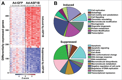 Figure 2. ASF1B modulates genes regulating cell proliferation and apoptosis in human β-cells. (A) Heat map illustrating differentially expressed (DE) genes in response to Ad-ASF1B overexpression in 10 human islet samples. Color corresponds to Z-score (decreased, blue; increased, red) relative to Ad-GFP treated islets. (B) Gene Ontology (GO) analysis of DE genes in response to ASF1B. Pie charts represent the number of genes for significant categories (Z > 2.0). A complete listing of all enriched terms is provided in Table S3.