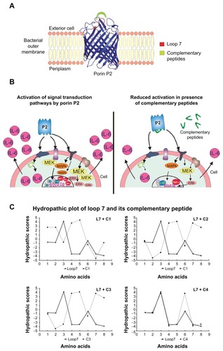 Figure 1 Three dimensional model of the P2 monomer from Hib (panel A) showing the target of our study, loop L7; signal transduction pathways analyzed in this study and their inhibition with complementary peptides (panel B); Kyte-Doolittle hydropathy plots of L7 and complementary peptides (panel C).