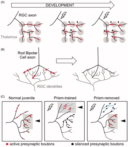 Figure 8. Presynaptic remodeling within intact axons in vertebrate circuits. (A) Initially, a Retinal Ganglion Cell (RGC) axon (black) innervates broadly multiple geniculate neurons in the thalamus (gray). Activity (lightning bolt) induces the relocation and clustering of RGC axons at proximal positions. (B) RGC dendrites (gray) receive input from Rod Bipolar cell axons (black). During early development, synaptic boutons (red) in Rod Bipolar Cells are eliminated while intact axonal trajectories are maintained. (C) Activity drives clustering of presynaptic boutons in the auditory circuit of barn owls. Normal (untrained) juveniles associate visual and auditory cues in the normal axonal region (gray box, arrowhead) where active synaptic boutons cluster (red). Prism-trained owls learn to associate auditory cues with an optically imposed object location. In this paradigm, active synaptic boutons (red) cluster in the adaptive region (gray box, arrowhead) whereas inactive boutons (black) remain in the normal region. After prisms are removed, active synaptic boutons (red) cluster at the normal region (gray box, arrowhead), whereas inactive boutons (black) remain in the adaptive zone.