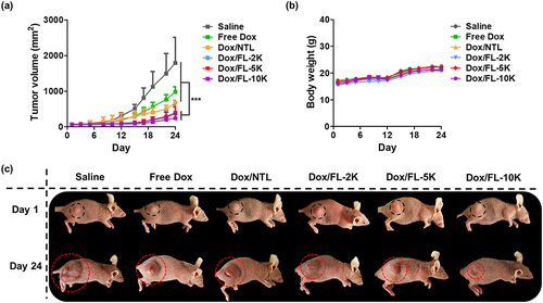 Figure 5 In vivo characterization. (a) In vivo antitumor activity, and (b) body weight changes in KB tumor-bearing nude mice after intravenous administration of saline, Free Dox, and Dox-loaded liposomes. (c) Optical images of tumor-bearing mice at days 1 and 24.
