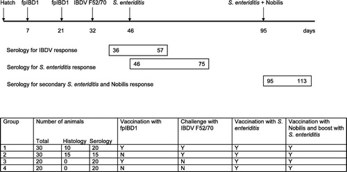 Fig. 1 Experimental design and time-line showing experimental procedures as a function of days post-hatch. Boxes under the time-line describe the sampling periods for the different serological analyses. Details of the treatment groups and number of animals used for histology and serology are provided. Y, yes; N, No.