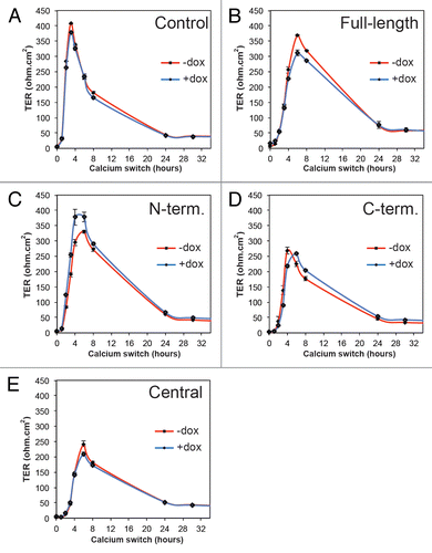 Figure 4. Expression of exogenous PLEKHA7 constructs does not affect TER development during the calcium switch in MDCK cells. Transepithelial electrical resistance (TER, ohm.cm2) profiles of representative clonal lines of MDCK cells expressing YFP (Control) or YFP-tagged constructs of PLEKHA7 (see legends), either in the absence (red) or presence (blue) of doxycycline, during the calcium switch.