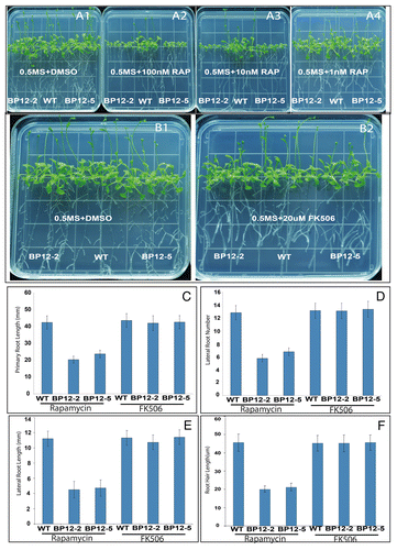 Figure 1. Characterization of rapamycin and FK506 sensitivity in WT, BP12–2, and BP12–5 plants. (A) Growth performance of WT, BP12–2, and BP12–5 plants grown on 0.5MS+DMSO, 100nM, 10nM, and 1nM rapamycin media for 25 d. WT plants showed insensitivity to rapamycin on any concentration of rapamycin media whereas BP12–2 and BP12–5 plants were not obviously inhibited by rapamycin until the concentration was reduced to 1nM as indicated in Figure A4. (B) FK506 does not inhibit the growth of WT and BP12 plants containing the exogenous yeast FKBP12. (C–F) The primary root length (C), lateral root number (D), lateral root length, (E) and root hair length (F) of 25 DAG WT and BP12 plants grown on rapamycin (10nM) or FK506 (20μM) medium were measured, respectively, indicating that rapamycin can specifically inhibit BP12 plants, but FK506 is unable to suppress plant growth in the absence or presence of exogenous yeast FKBP12. Error bars indicate SD for triplicates (n = 20).