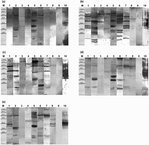Figure 2. Immunoblot analysis of spice proteins with: (a) anti-QQQPP rabbit serum; (b) anti-PQQQ rabbit serum; (c) anti-QQQP rabbit serum; (d) anti-gliadin human serum no. 625; (e) anti-gliadin human serum no. 813 (M: molecular weight marker, kDa; 1: sweet pepper; 2: caraway; 3: black pepper; 4: ginger; 5: sesame; 6: anise; 7: chili pepper; 8: nutmeg; 9: negative control; 10: positive control).