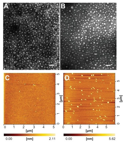 Figure 5 Morphology of mPEG–PCL-g–PEI (5000-2000-2000) nanoparticles determined by transmission electron microscopy (A and B) and atomic force microscopy (C and D). (A) mPEG–PCL-g–PEI blank micelles; (B) micelles containing doxorubicin at a copolymer concentration of 0.5 mg/mL; (C) mPEG–PCL-g–PEI blank micelles; and (D) mPEG–PCL-g–PEI/DNA complexes.Note: The scale bar is 100 nm.Abbreviations: PEG, polyethylene glycol; PCL, poly ɛ-caprolactone; PEI, polyethylenimine.