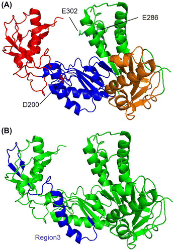 Fig. 1. Structure of MMLV RT.