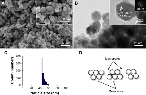 Figure 1 Synthesized ZnO nanoparticles: (A) FE-SEM images, (B) FE-TEM images with crystallinity and electron diffraction, (C) size distribution plot, and (D) schematic diagram of macro-mesopores.Abbreviations: FE-SEM, field emission-scanning electron microscopy; FE-TEM, field emission-transmission electron microscopy; ZnO, zinc oxide.