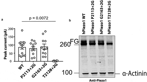 Figure 2. Glycine insertion (+2 G) at position T2128 results in a trafficking defect. (a) Peak currents elicited per cell-attached patch comparing WT hPiezo1 to the T2128 + 2 G mutant at +60 mV pipette potential (p – value determined using T-test. (b) Representative western blot showing WT, P2113 + 2 G, G2163 + 2 G and T2128 + 2 G (FG – Fully glycosylated), (n = 5)