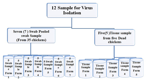 Figure 2 Pooled swab sample and tissue Sample.