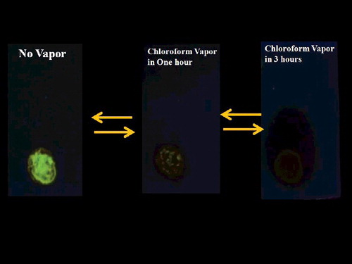 Figure 5. Photographs of DBD spot in the absence of chloroform vapour (left) and after exposure to chloroform vapour for one hour (middle) and three hours (right). The spot was illuminated under UV 365 nm light.