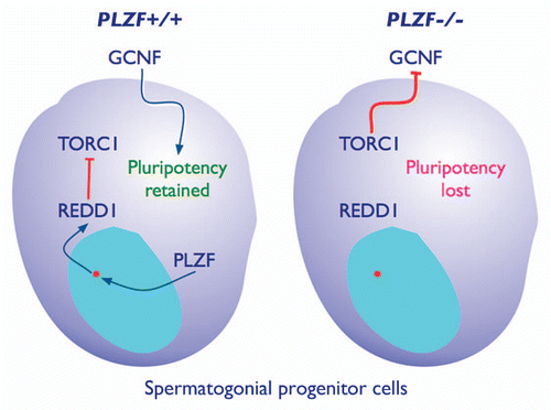 Figure 1 In spermatogonial progenitor cells from PLZF+/+ mice, PLZF activates the transcription of REDD1, leading to an attenuation of TORC1 activity. The negative feedback activity from TORC1 is reduced allowing effective signaling from GCNF and other growth factors. Such signals are essential for allowing self-renewal of pluripotent cells. In spermatogonial progenitors from PLZF−/− mice, hyperactive TORC1 generates negative feedback interfering with signals from growth factors that are essential for the maintenance of pluripotency.