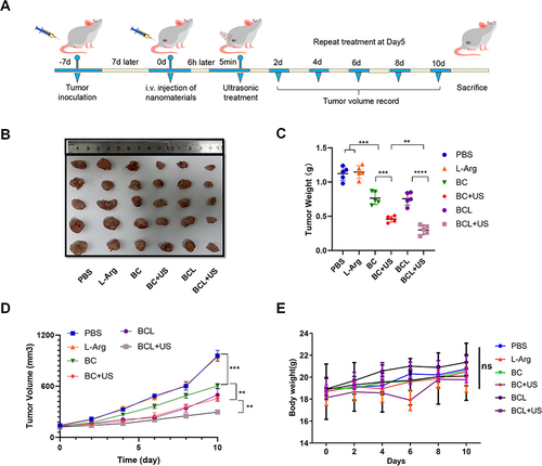 Figure 4 In vivo anti-tumor activity. (A) Time schedule of the treatment plan; (B) Representative tumor photographs of different mouse groups with locally injection of indicated treatments; (C) Tumor weight in above groups; (D)Tumor growth curves in above groups; (E) Body weight changes in above groups. Data are shown as mean ± SD (n = 3). **p < 0.01, ***p < 0.001. ****p < 0.0001.