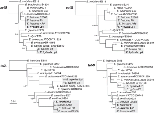 Figure 2. Phylogenetic placement of E. hybrida Lp1 and proxy parental species E. festucae var. lolii AR5 and E. typhina E8 in the Epichloë genus using actG, calM, tefA, and tubB gene sequences. Support values <1 are indicated at nodes, and sequence divergence is indicated by branch lengths according to the scale bar. Placements of the E. festucae–like and E. typhina–like homeologs from E. hybrida Lp1 are indicated in bold.